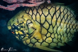 Image of Cleidopus gloriamaris