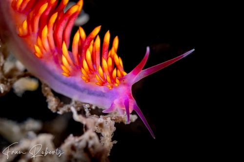 Image of Trinchesia sibogae var A