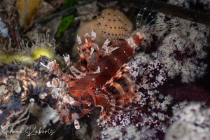 Image of Dendrochirus brachypterus