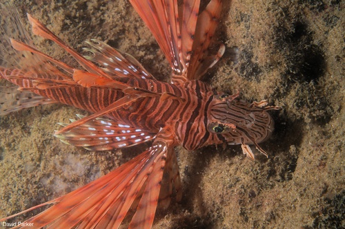 Image of Pterois volitans
