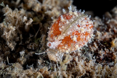 Image of Cypraea sp. 1