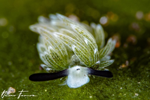 Image of Costasiella usagi