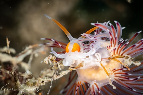 Image of Cratena pawarshindeorum