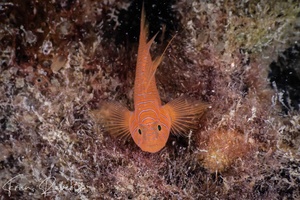 Image of Priolepis nuchifasciata