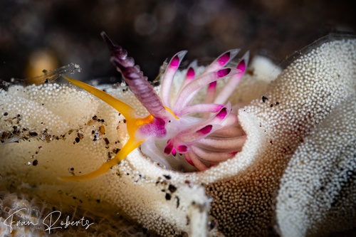 Image of Favorinus sp. 3