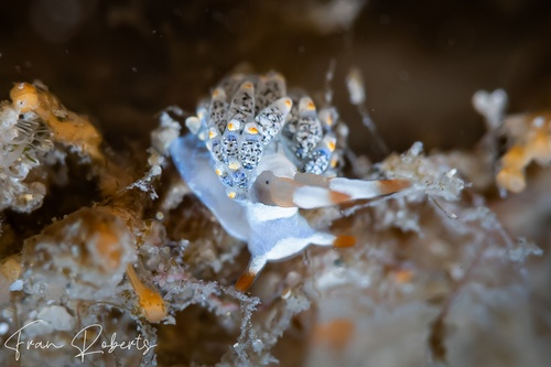 Image of Tenellia diversicolor