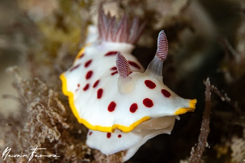Image of Goniobranchus splendidus