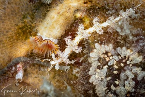 Image of Favorinus sp. 1