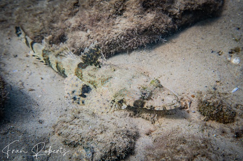 Image of Cymbacephalus nematophthalmus