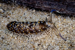 Image of Cerberilla ambonensis
