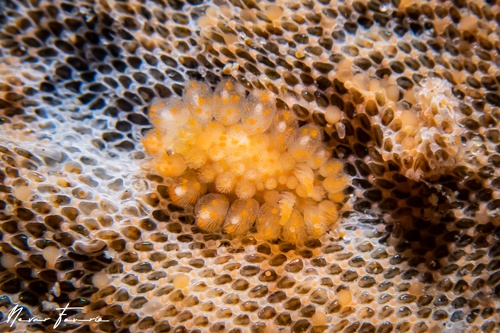 Image of Limacia ornata