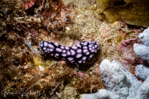 Image of Phyllidiella lizae