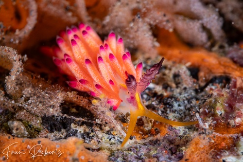 Image of Favorinus sp. 3