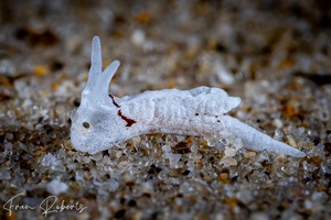 Image of Murphydoris cobbi