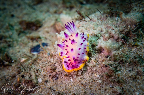 Image of Mexichromis sp. 1