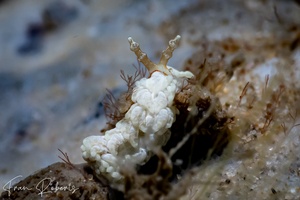 Image of Bulbaeolidia alba