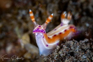 Image of Hypselodoris decorata