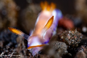 Image of Thorunna florens