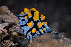 Image of Phyllidia marindica