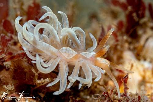 Image of Spurilla neapolitana