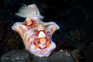 Image of Ceratosoma trilobatum