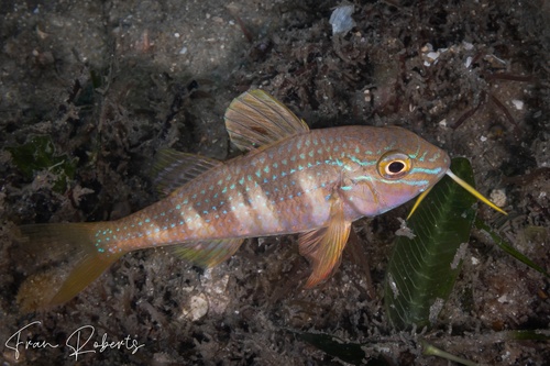 Image of Upeneichthys lineatus