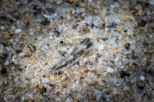 Image of Elysia sp. 29