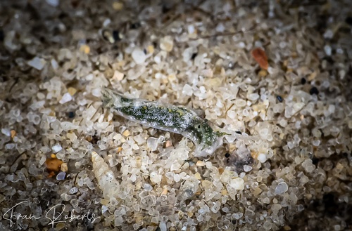 Image of Elysia sp. 29