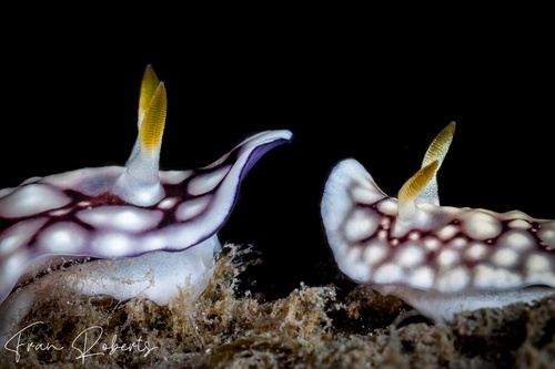 Image of Goniobranchus geometricus