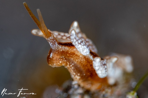 Image of Kabeiro sp. 1