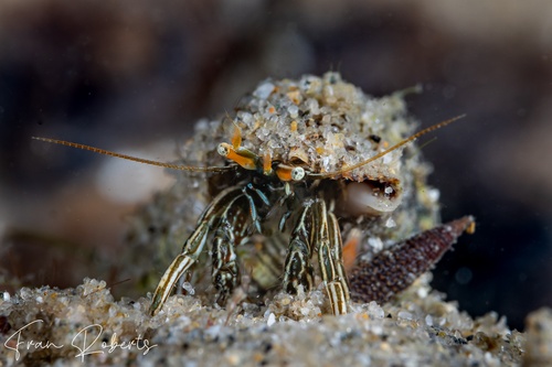 Image of Clibanarius taeniatus