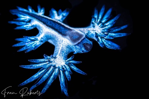 Image of Glaucilla bennettae