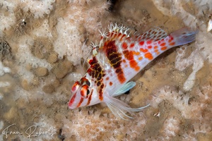 Image of Cirrhitichthys falco