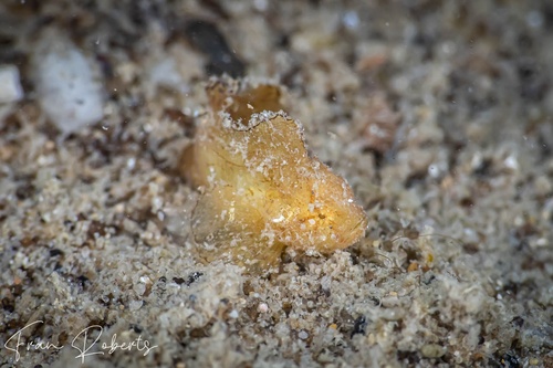 Image of Taenianotus triancanthus