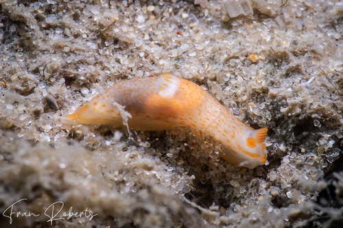 Image of Gymnodoris sp. 17