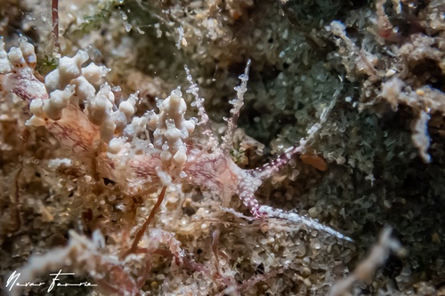 Image of Cratena sp. 1