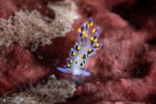 Image of Stiliger sp. 1