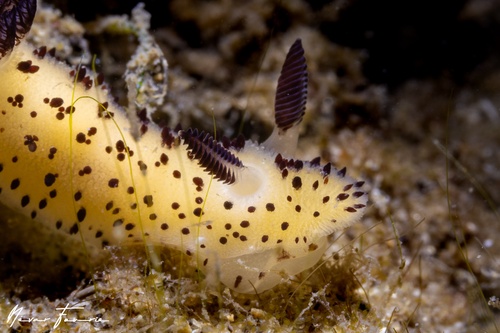 Image of Jorunna parva