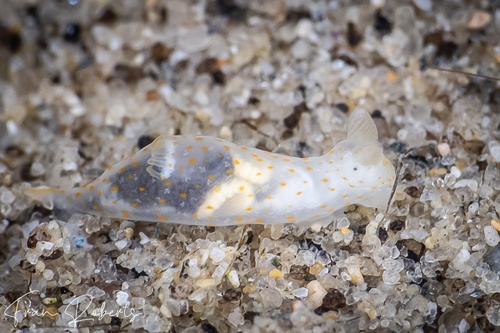 Image of Gymnodoris sp. 22