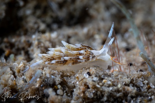 Image of Tenellia puellula