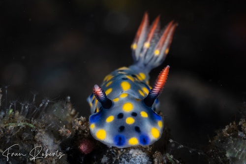 Image of Hypselodoris confetti