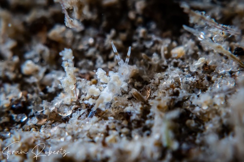 Image of Eubranchus sp. 1