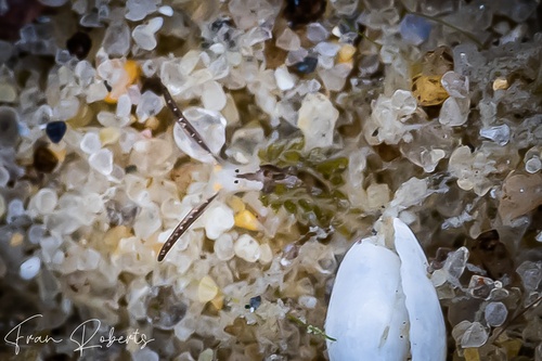 Image of Costasiella sp. 6