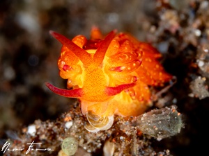 Image of Trinchesia sp. 4