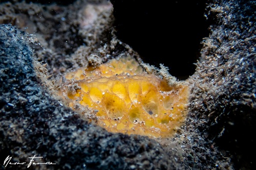 Image of Sclerodoris sp. 1