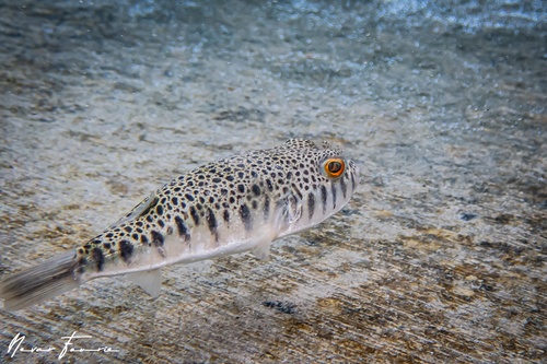 Image of Tetractenos glaber