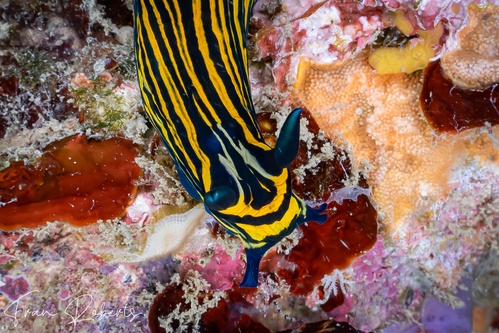 Image of Roboastra luteolineata