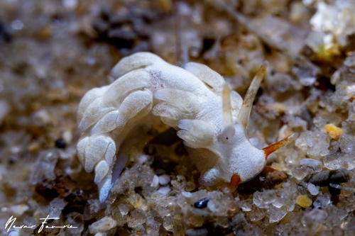 Image of Tenellia sp. 2