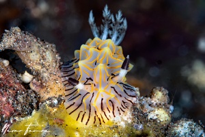 Image of Halgerda willeyi