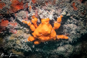 Image of Hyastenus elatus